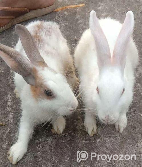 বিক্রি হচ্ছে কম দামে