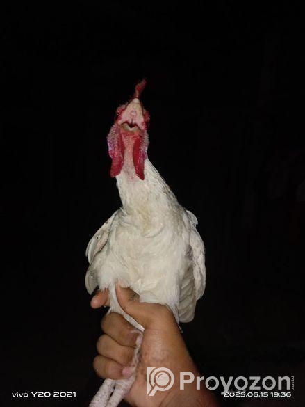 দেশি মোরক প্রাপ্ত বয়স্ক