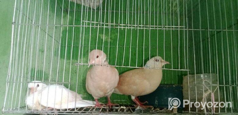 এক জোড়া ঘুঘু পাখি বাচ্চা