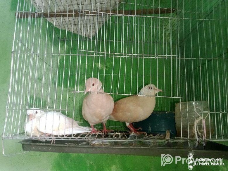 এক জোড়া ঘুঘু পাখি বাচ্চা