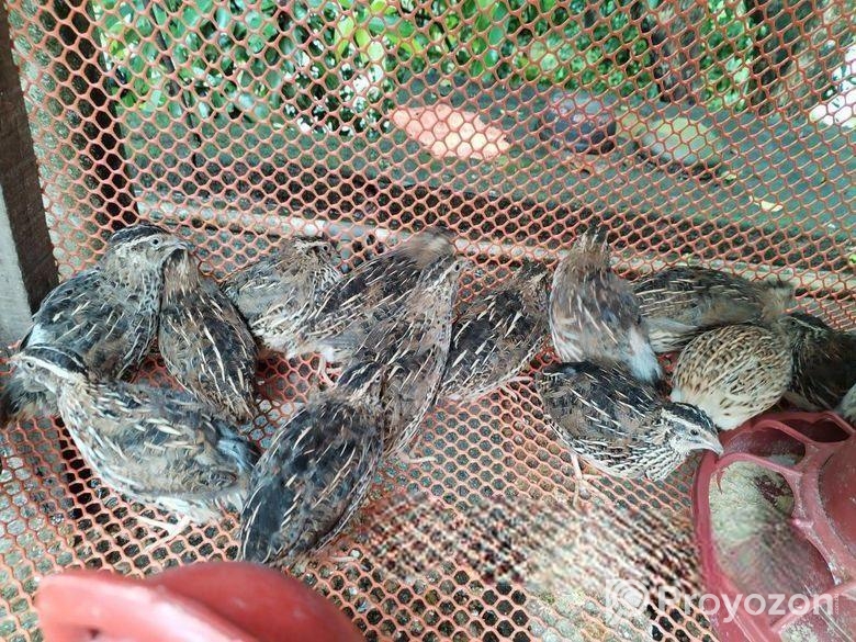 ডিমে রানিং ৫০ পিছ কোয়েল পাখি