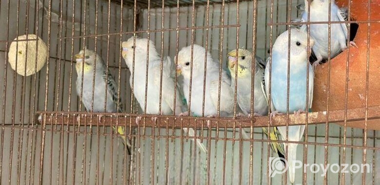 Japaanis Double Flower Bird