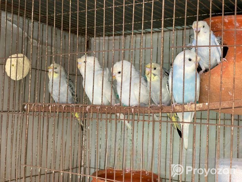 Japaanis Double Flower Bird