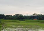 জমি বিক্রি করবো ৪০ শতাংশ ভাংগা টু বরিশাল হাইওয়ে রো