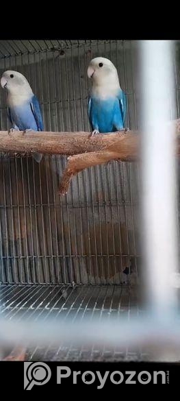 ভাইয়োলেট লাভবার্ড