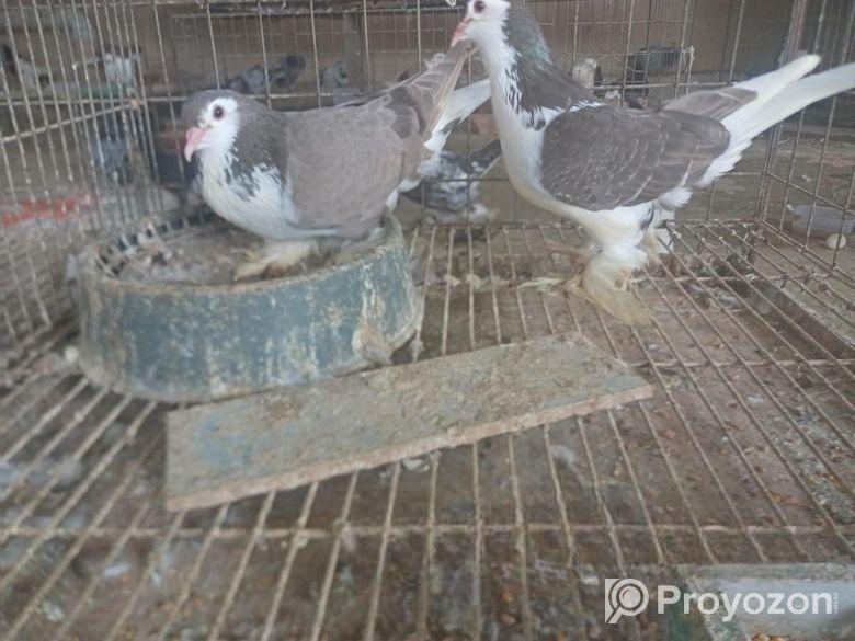 সিরাজি কবুতর বিক্রি রানিং