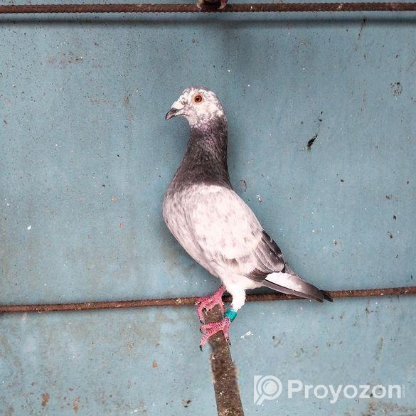 গ্রিজেল নর