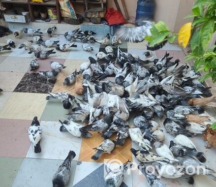 অল্প দামে কবুতরগুলো বিক্রি করা হবে