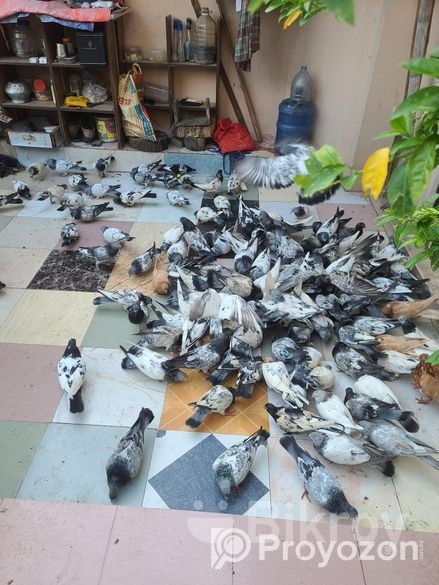 অল্প দামে কবুতরগুলো বিক্রি করা হবে