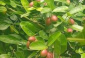 করমচা বিক্রয় করা হবে