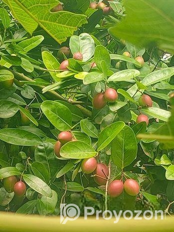 করমচা বিক্রয় করা হবে