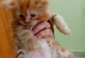 Persian Kitten Sell Post