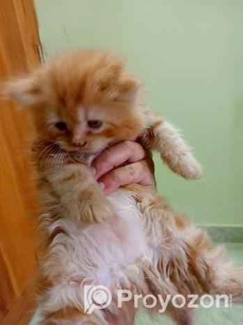 Persian Kitten Sell Post