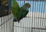 Love Bird For Sell