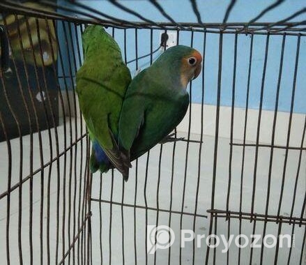 Love Bird For Sell