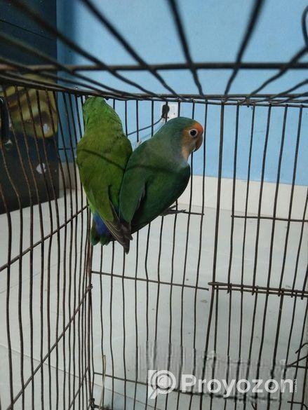 Love Bird For Sell