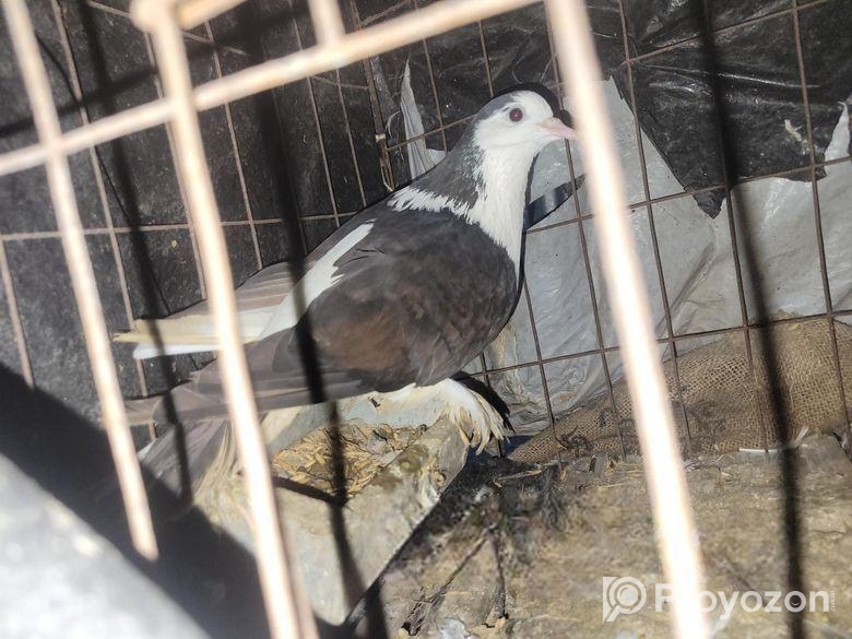 কাসমেরি লোটন