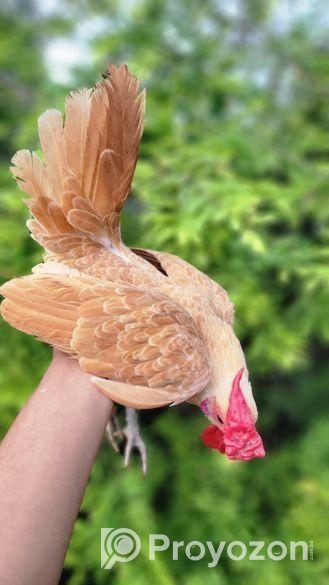 সৌখিন মুরগির বাচ্চা