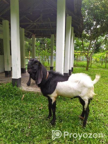 তুতা পাঠা বিক্রি হবে