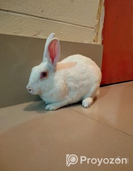 রানিং ফিমেল খরগোশ বিক্রি করা হবে