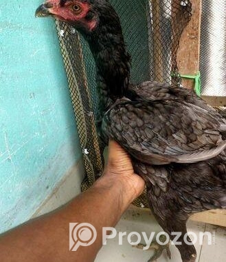 ইন্ডিয়ান কাগার লাইনের আসিল মুরগি