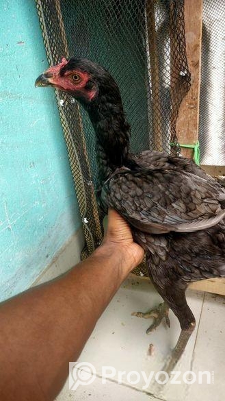 ইন্ডিয়ান কাগার লাইনের আসিল মুরগি