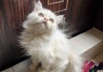 Parshiyan Cat (female )
