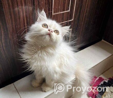 Parshiyan Cat (female )