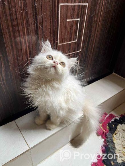 Parshiyan Cat (female )