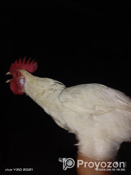 দেশি মোরক প্রাপ্ত বয়স্ক