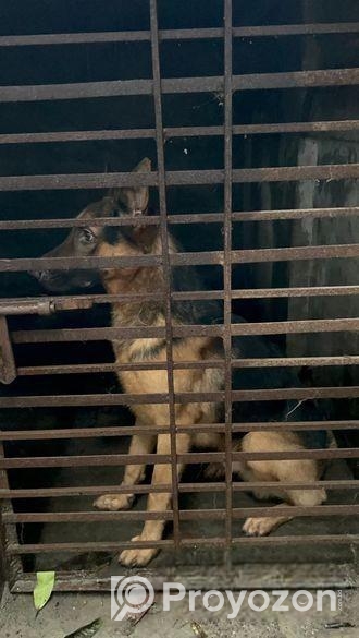 জার্মান শেপার্ড German shepherd