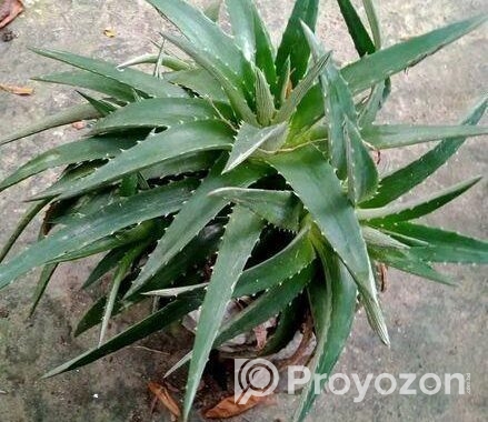 স্টার ক্যাকটাস