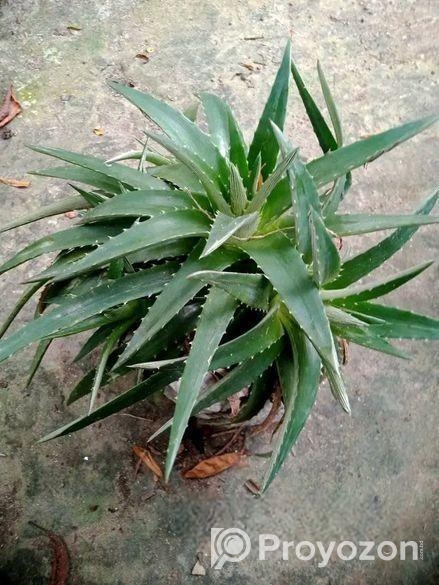 স্টার ক্যাকটাস