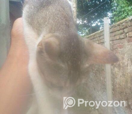 Cat For Sell