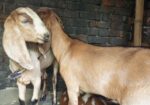 উন্নত জাতের খাশি ছাগল বিক্রি করা হবে