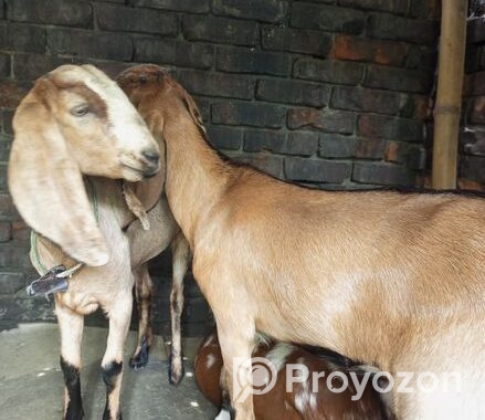 উন্নত জাতের খাশি ছাগল বিক্রি করা হবে