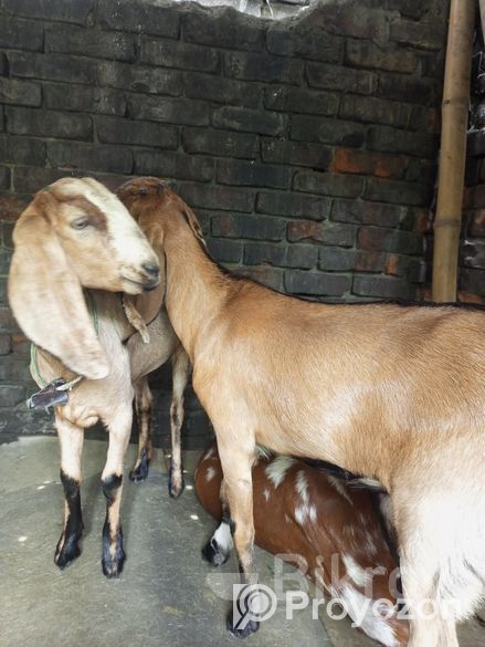 উন্নত জাতের খাশি ছাগল বিক্রি করা হবে