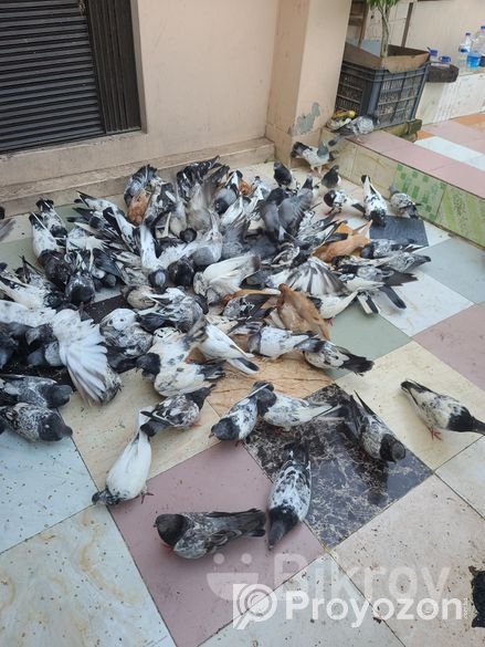 অল্প দামে কবুতরগুলো বিক্রি করা হবে