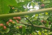 করমচা বিক্রয় করা হবে