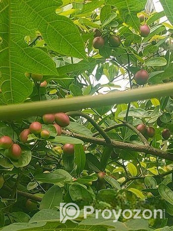 করমচা বিক্রয় করা হবে