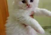 Persian Kitten Sell Post