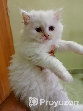 Persian Kitten Sell Post
