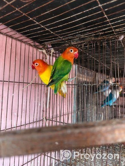 লাভ বার্ড বিক্রি হবে