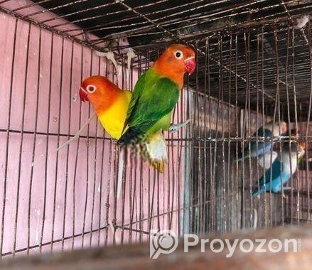 লাভ বার্ড বিক্রি হবে
