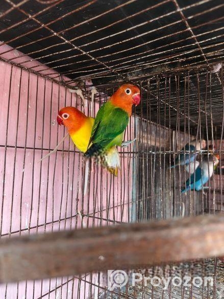 লাভ বার্ড বিক্রি হবে