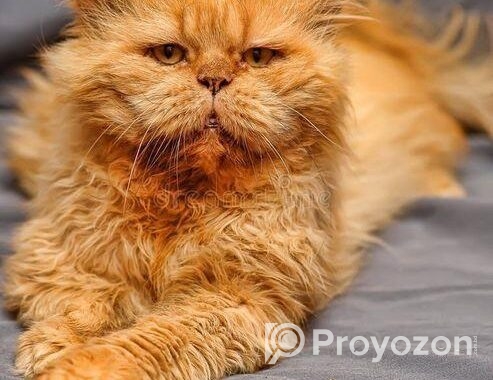 Persian Cat Sell