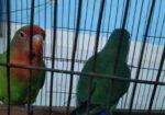 Love Bird For Sell