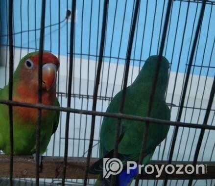 Love Bird For Sell