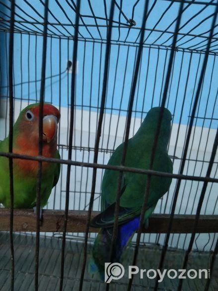 Love Bird For Sell