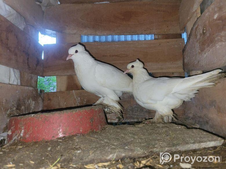 কাসমেরি লোটন